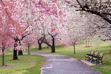 branch brook park webcam|WATCH: Cherry Blossom Live Feed Launches In Essex County, NJ